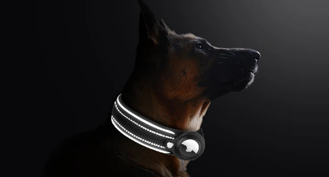 Pet Dog Collar