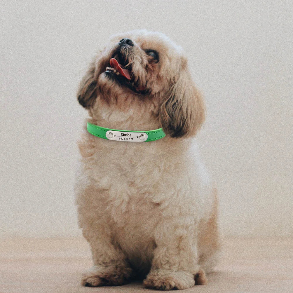 Personalized Dog Collar