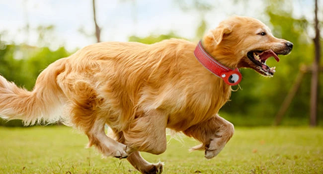 Pet Dog Collar