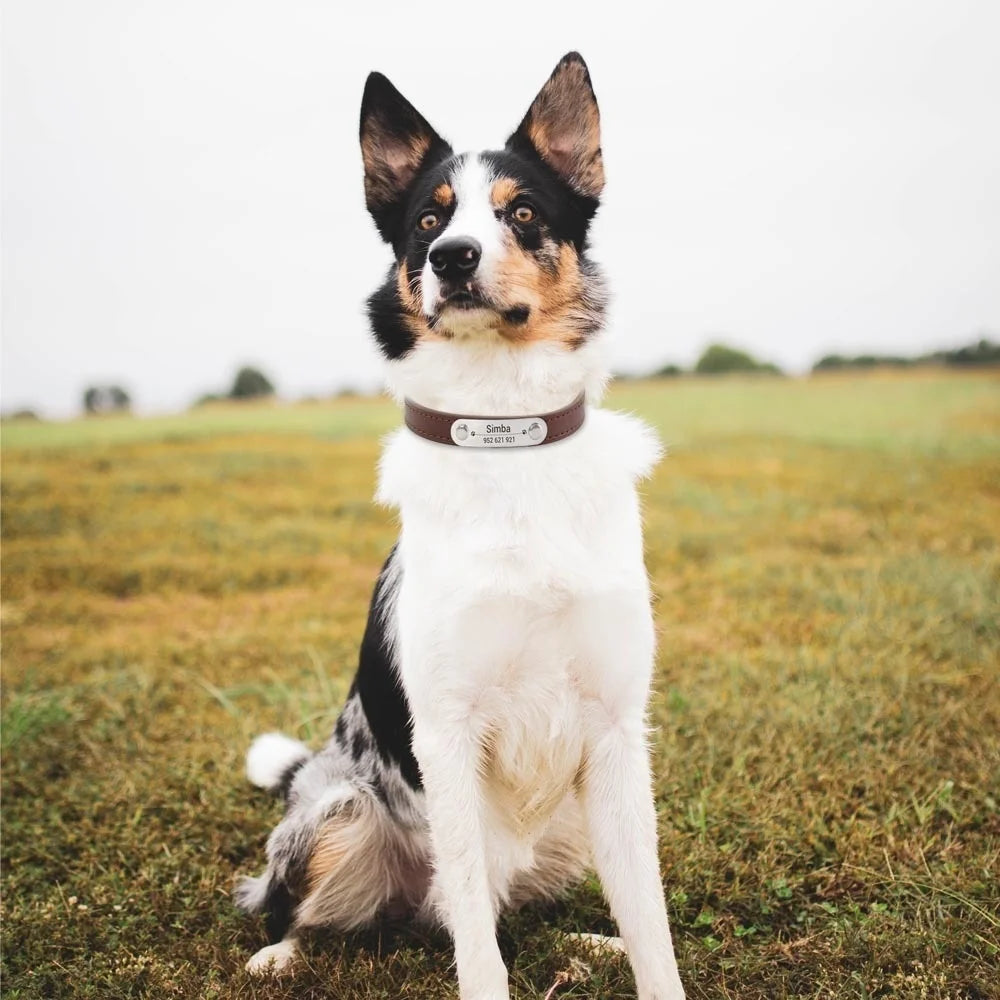 Personalized Dog Collar